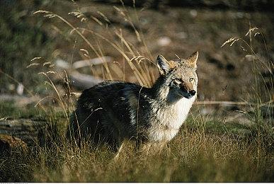 《魔戒：咕噜》PS4与PS5版预载日期和容量公布